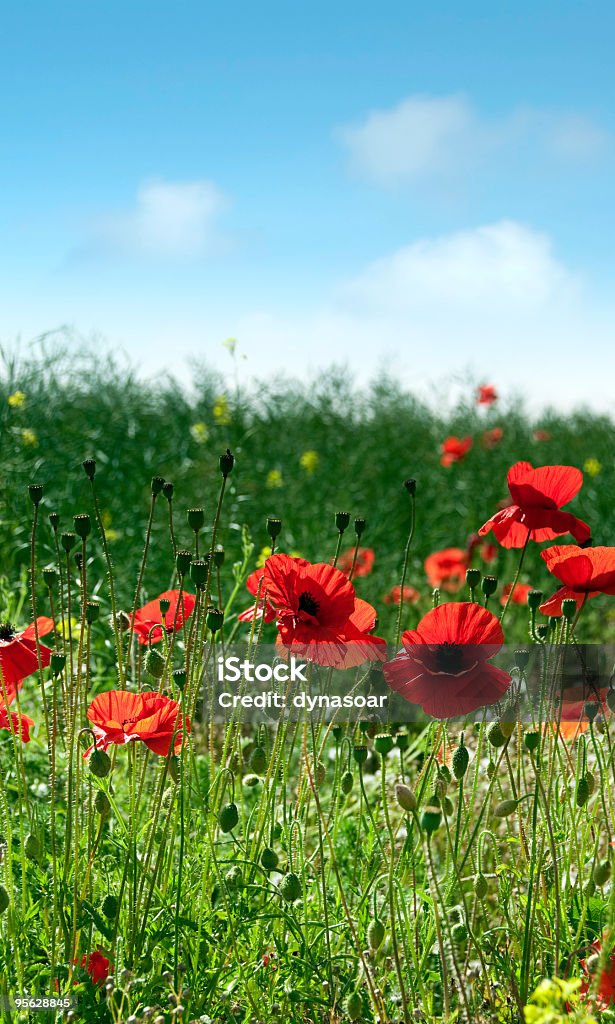 Campo de amapolas - Foto de stock de Día británico del armisticio libre de derechos