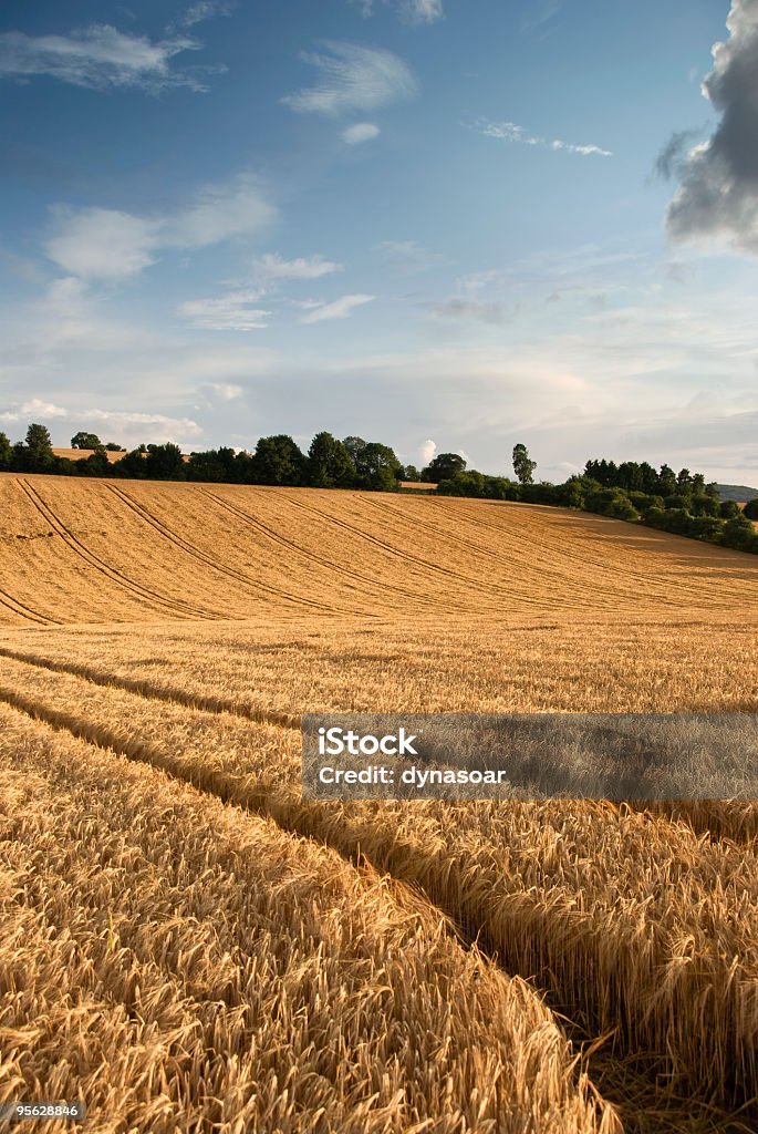 wheat field summer evening  Agricultural Field Stock Photo