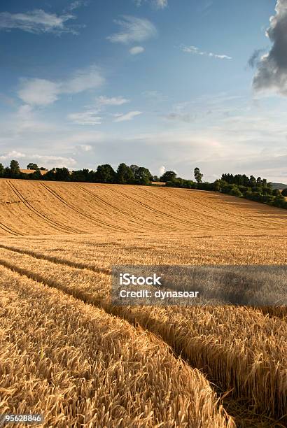 Wheat Field Summer Evening Stock Photo - Download Image Now - Agricultural Field, Agriculture, Cereal Plant