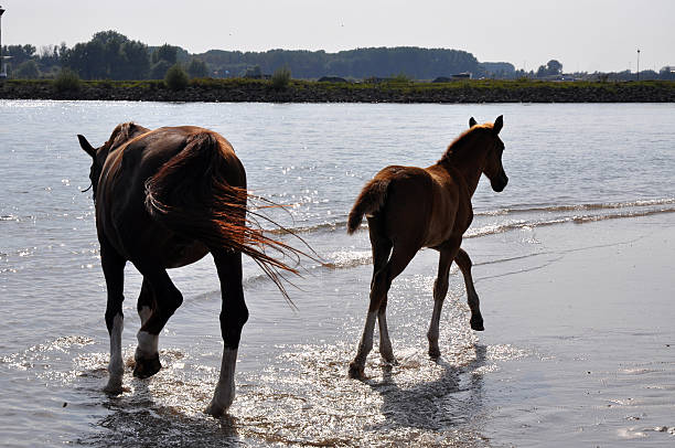 cavalli divertimento in acqua - livestock horse bay animal foto e immagini stock