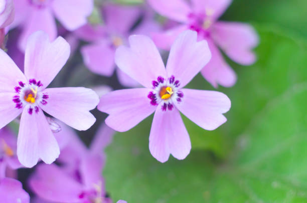 istock Purple creepeing phlox subulata flowers. 956289858
