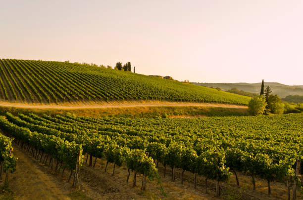 istock Chianti Region in Tuscany – Italy 956289896