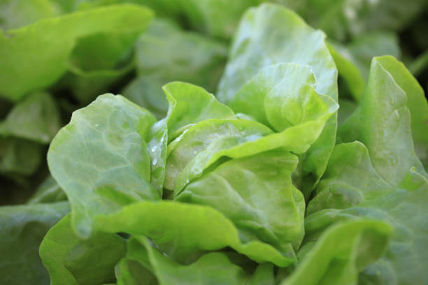 Fresh Butterhead Lettuce on the Field in Germany