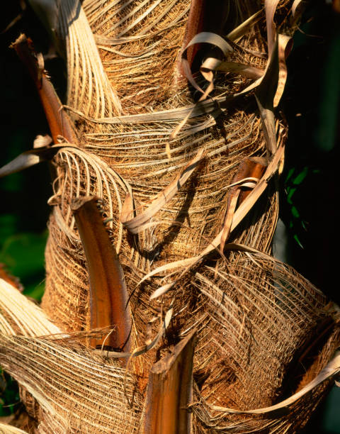 background of palm tree trunk detail.