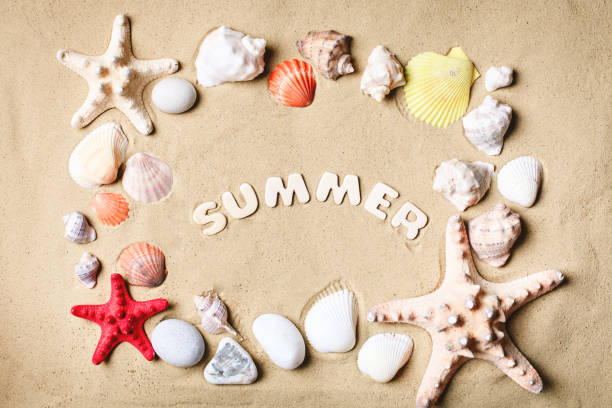 istock Landscape with shells on tropical beach. Rest on the beach. Travel 956292106