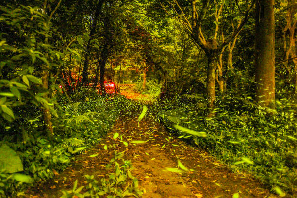 Fireflies