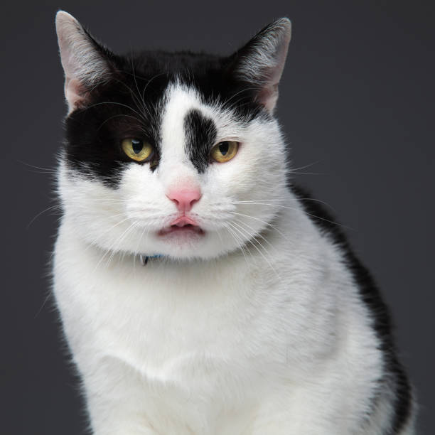 close up of a black and white cat picking up a scent on a grey background