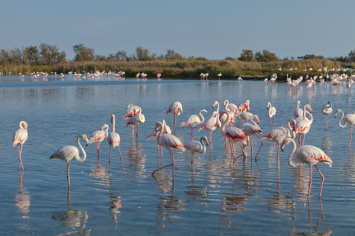 Camargue, France, Venetian Lagoon, Flamingo, Greater Flamingo