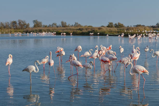 Greater flamingo stock photo