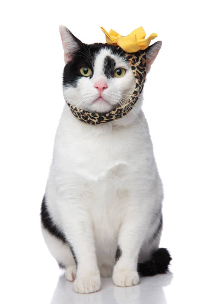 istock funny seated cat wearing leopard print headband 956297852
