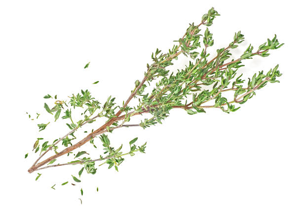 istock Sprig of thyme isolated on a white background 956297874