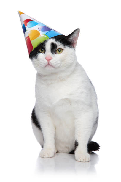 istock funny birthday cat with cap sliding off head 956297884