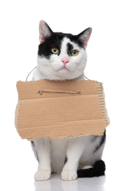 istock adorable black and white cat begging for food 956297918