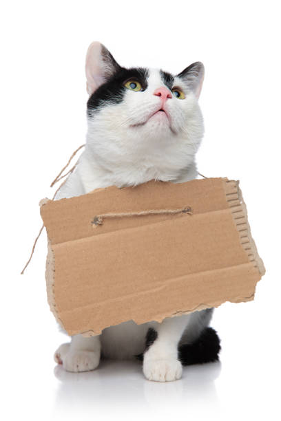 istock adorable beggar cat wearing a sign and looking up 956297936
