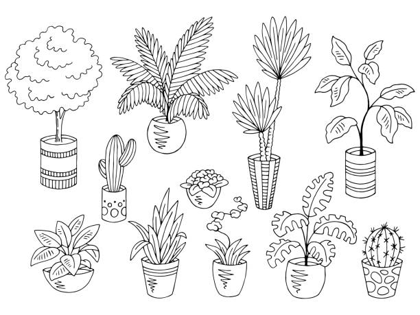 illustrazioni stock, clip art, cartoni animati e icone di tendenza di home piante fiore grafico bianco nero isolato schizzo set illustrazione vettore - blossom branch tree silhouette