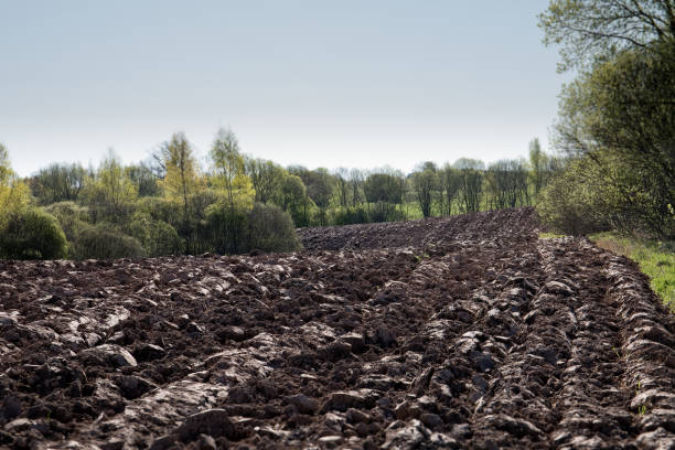 istock Cultivated agricultural field 956297992