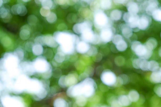 istock abstract green bokeh Nature background 956298066