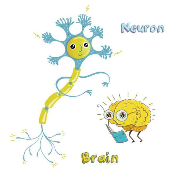 Illustration of neuron and brain Vector illustration of structure of human neuron and healthy human brain. Funny educational illustration for kids. Isolated characters. kid body parts stock illustrations
