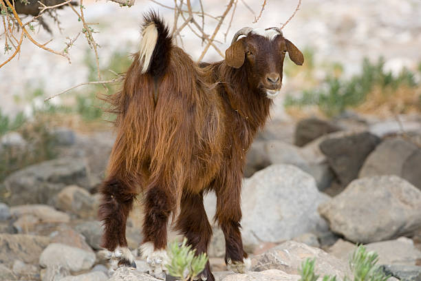 istock Arabian tahr - goat 95630305