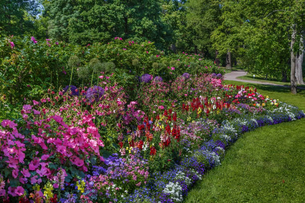 istock Flower bed in park, Russia 956303198