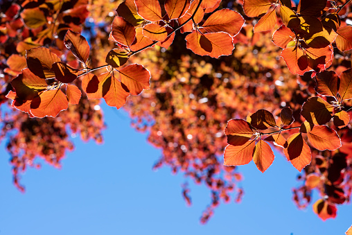 Fagus sylvatica Purpurea foliage against blue sky