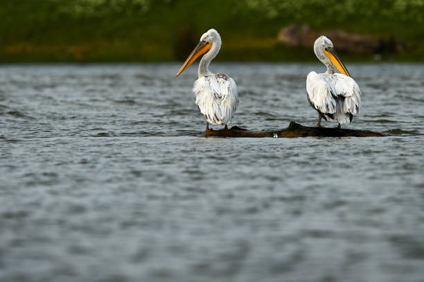 istock pelican birds in the water 956312956