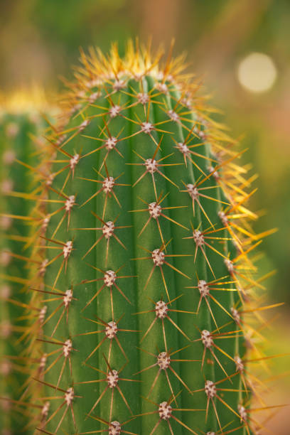 istock Cacti in spring in nature, Israel. Macro shot. 956315492
