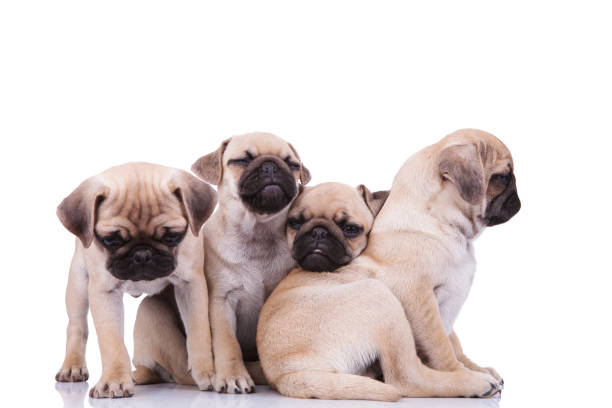 istock funny pug group of four playing together 956316868
