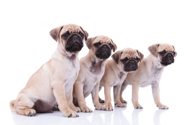istock side view of four cute pugs looking to side 956317128