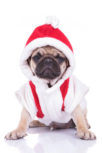 istock adorable santa pug puppy is ready for christmas 956317236