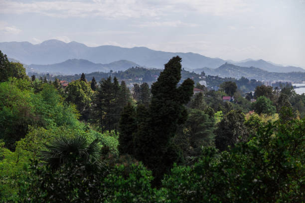 istock Botanic park in Batumi ,Georgia 956318004