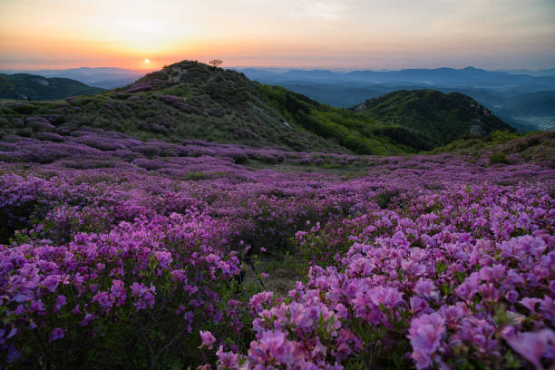 istock Sunrise over the Mountain covered with Royal Azaleas 956318476