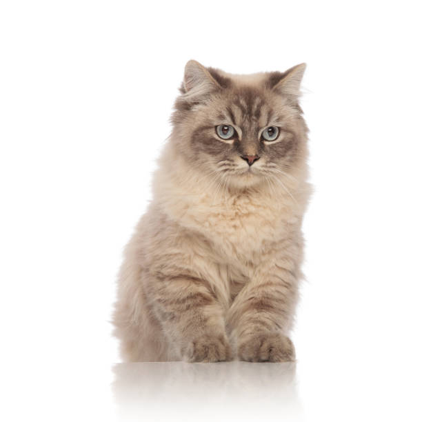 istock cute grey seated cat with blue eyes looking to side 956318540