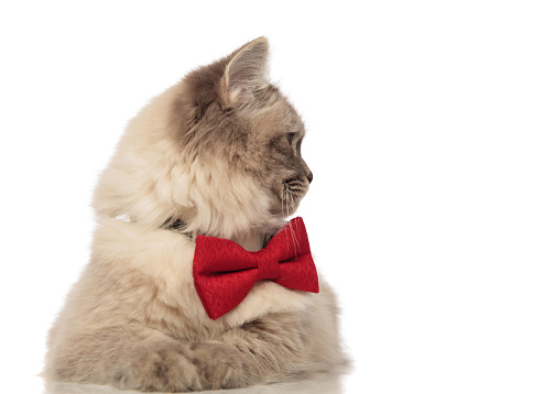 grey cat with red bowtie turning its head to side while lying on white background