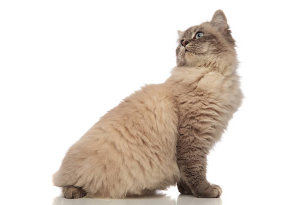 istock side view of seated grey cat turning its head back 956320720