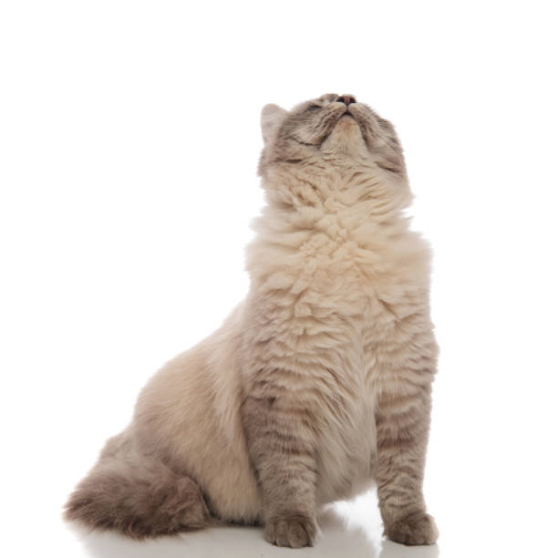 istock seated cat with grey soft fur looks up 956320810