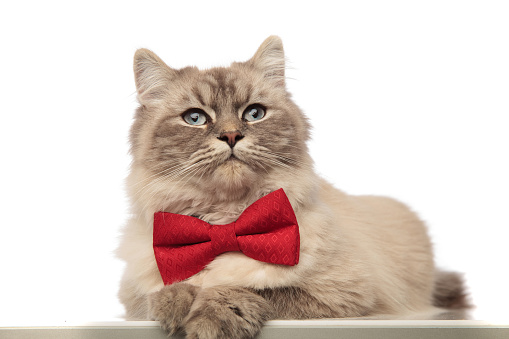 classy grey cat with red bowtie lying with paws hanging looks to side on white background