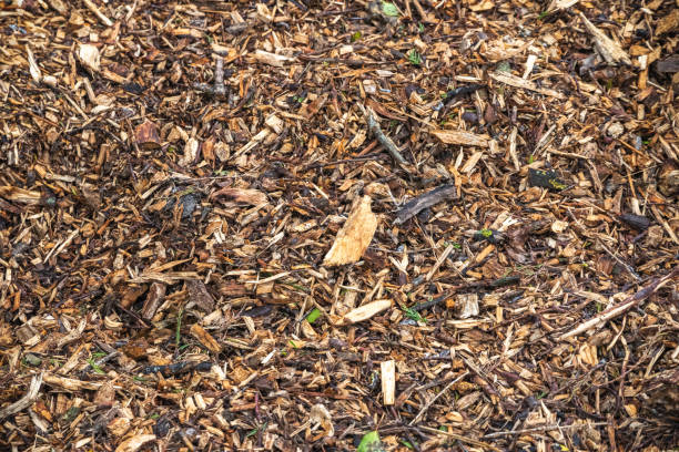 istock Wood chips and twigs 956322116