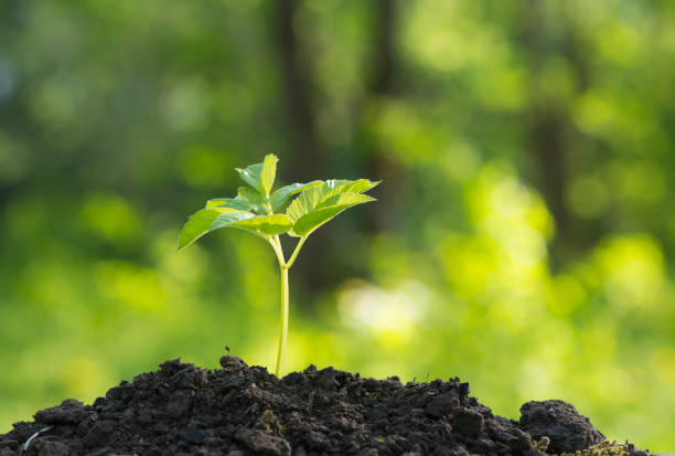 Ecological friendly and sustainable environment concept with tree planting growing on volunteer's hands.