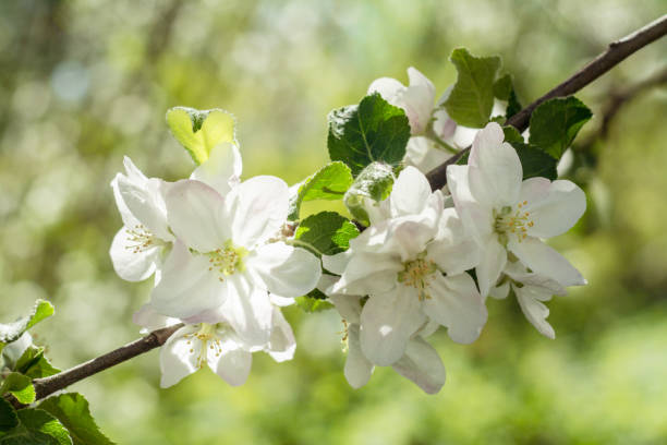 istock Apple blossom in early spring. Macro texture of  blossoms white color. 956325126
