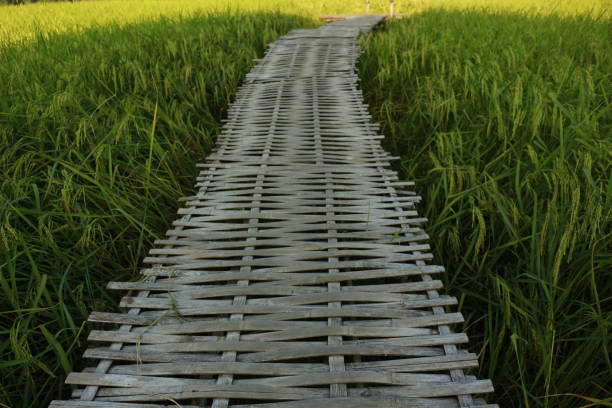 istock The bridge at the green rice field 956325364