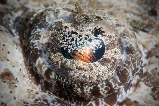 Underwater macro picture of a crocodilefish's eye.