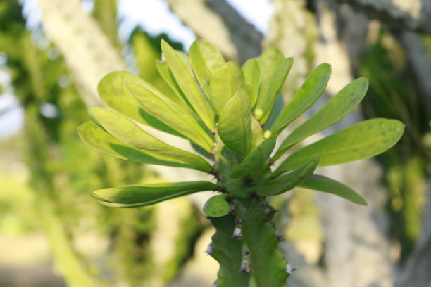 istock Green plant  in the blurry background 956325632
