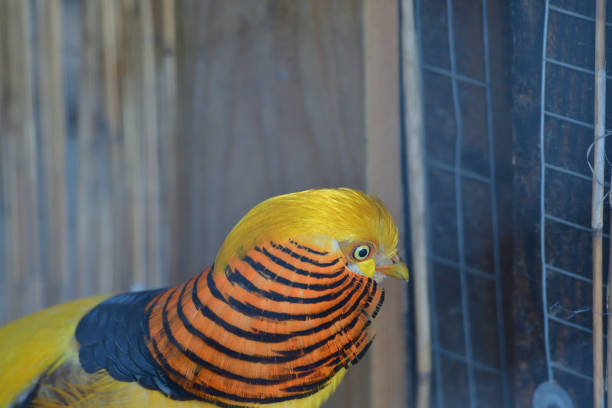 istock golden pheasant macro head and beak 956326424