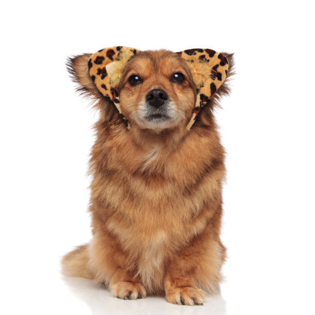 istock lovely brown metis dog with leopard ears headband 956327064