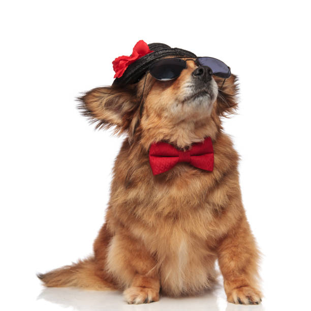 istock stylish brown dog with bowtie and hat on sunny day 956329368
