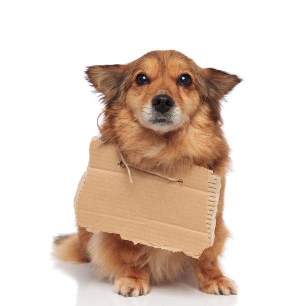 istock cute begging dog making puppy eyes looks up 956329770