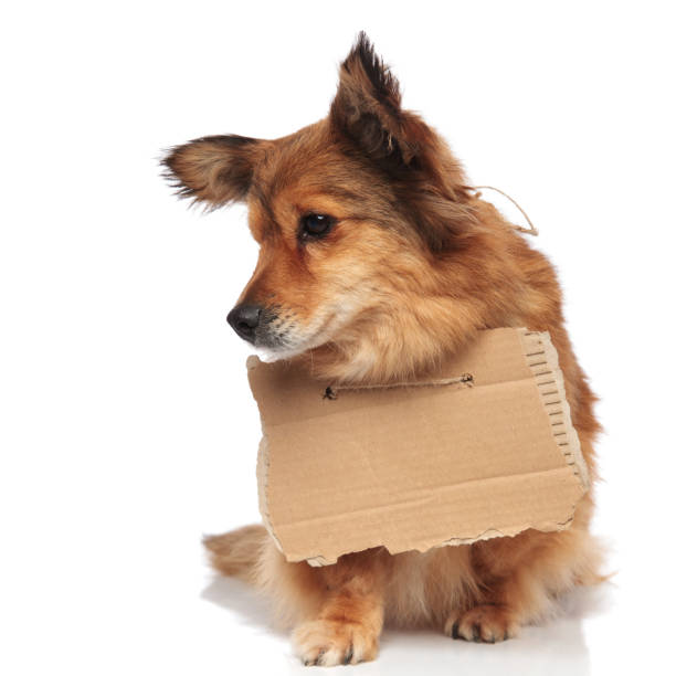 istock brown seated beggar puppy looking down to side 956329790