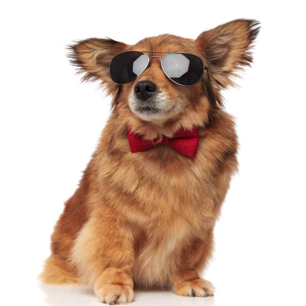 istock adorable classy brown dog with sunglasses is distracted 956329904