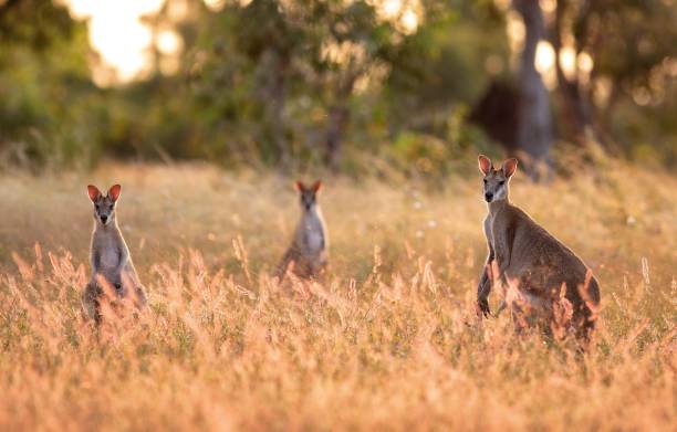 wallaby sabbiosi nel territorio del nord - kangaroo animal australia outback foto e immagini stock